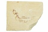 Cretaceous Fossil Fish - Lebanon #258853-1
